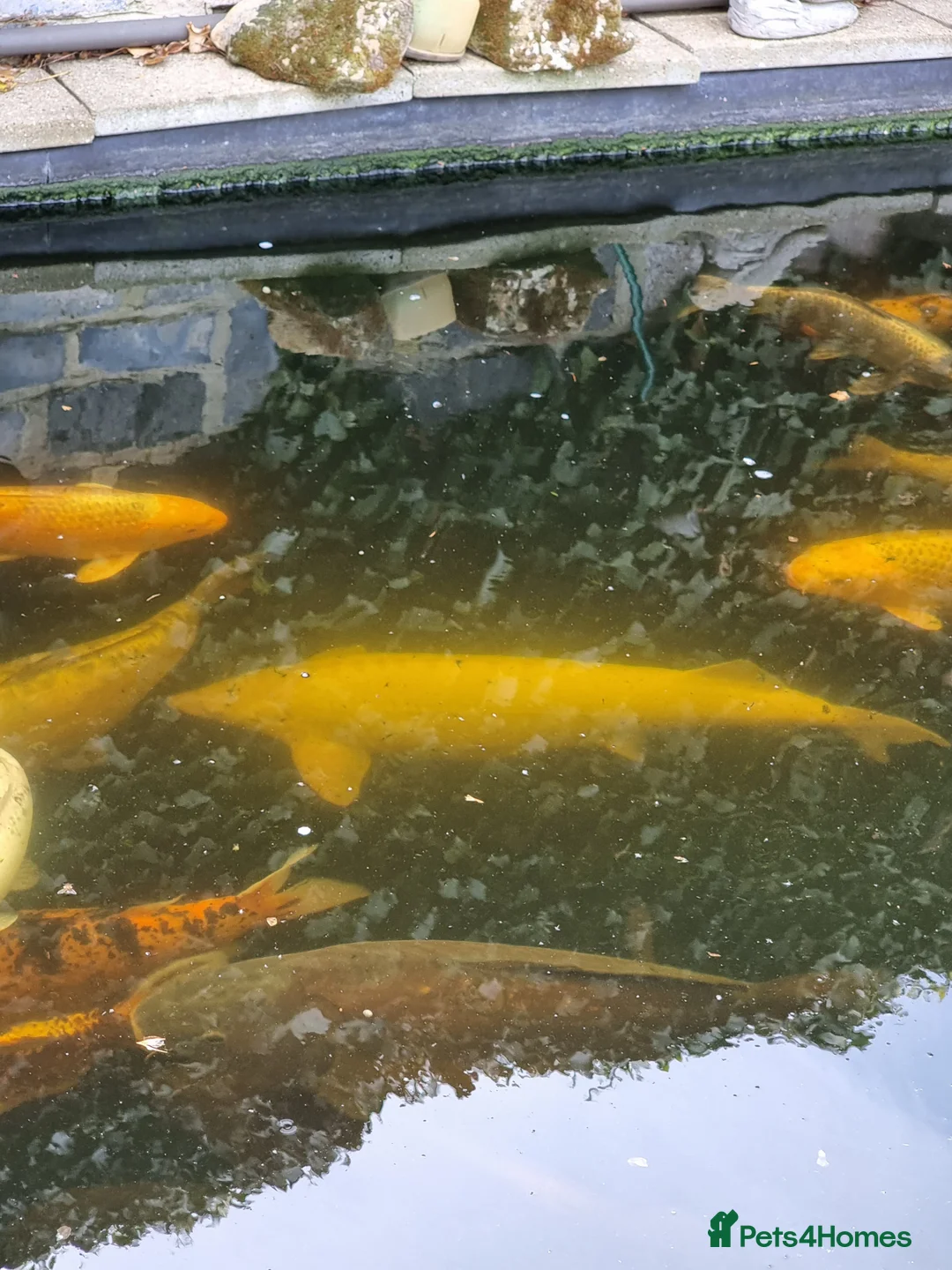 Koi Carp fish for sale: Koi Carp/Albino Sturgeon full lot needing to sell in London - Advert 4