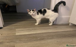 Domestic Shorthair cats for sale: Domestic Cow-Patterned Female Cat found Loving - Image 2