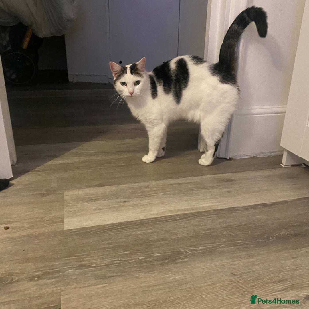 Domestic Shorthair cats for sale: Domestic Cow-Patterned Female Cat found Loving - Image 2
