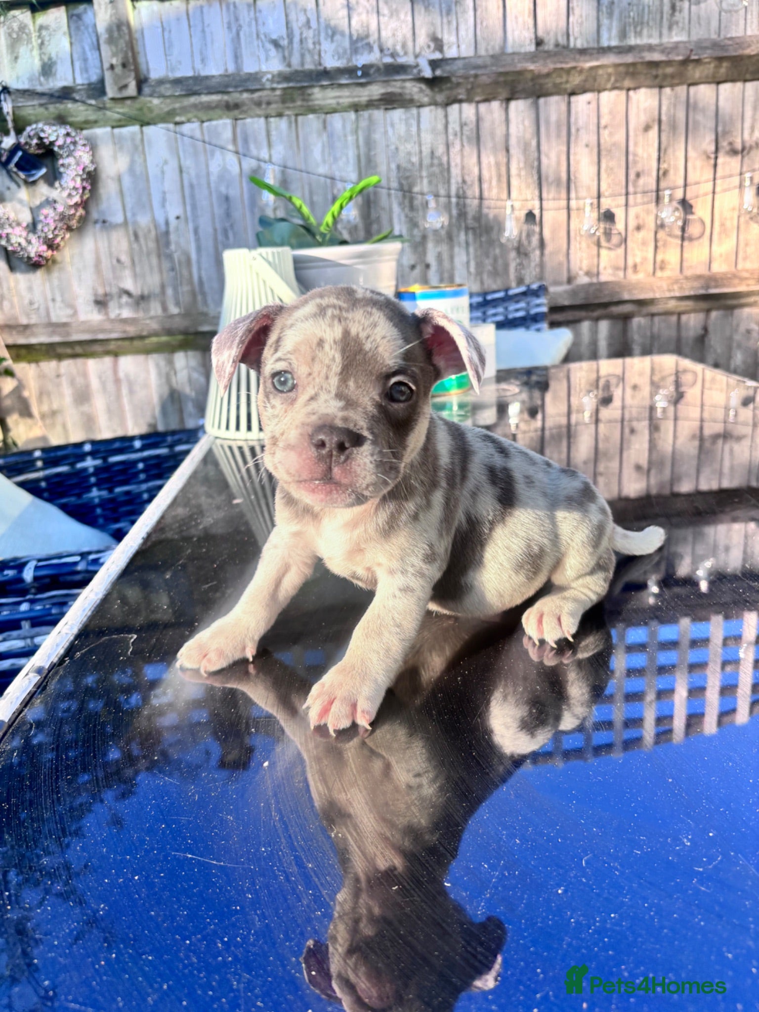 Mixed Breed dogs Two beautiful French bulldog cross pocket bully   - Advert 5