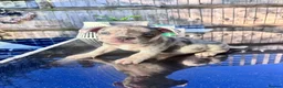 Mixed Breed dogs for sale: Two beautiful French bulldog cross pocket bully   in Crowborough - Advert 1