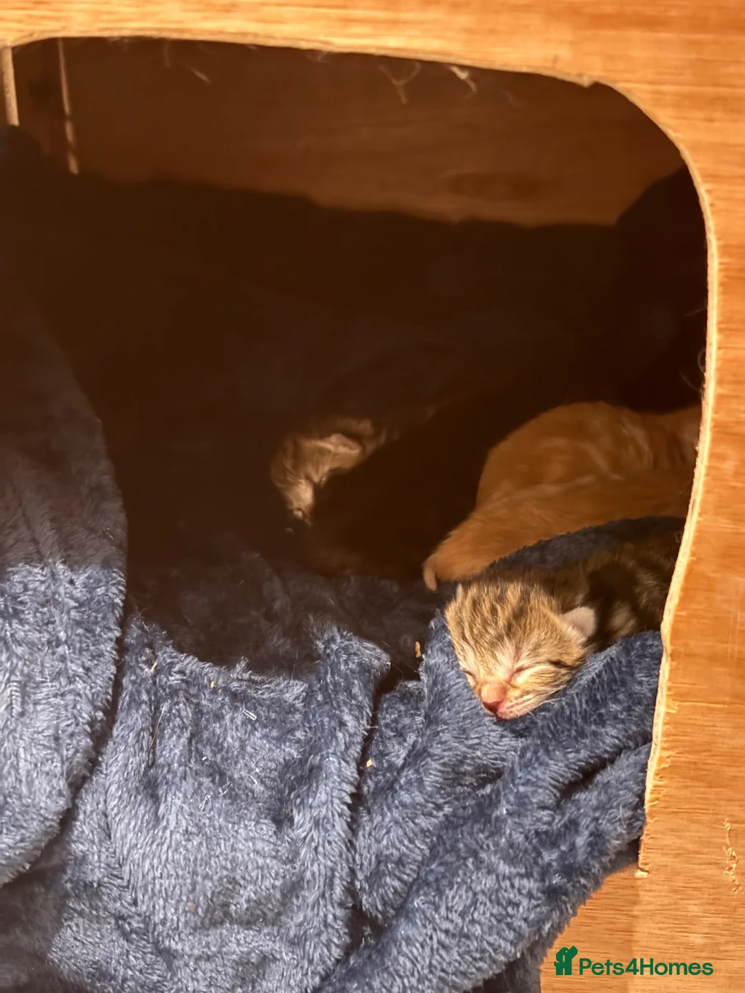 Mixed Breed cats for sale: 🐾Gorgeous Kittens Looking for Forever Homes 🐾 in Melksham - Advert 3