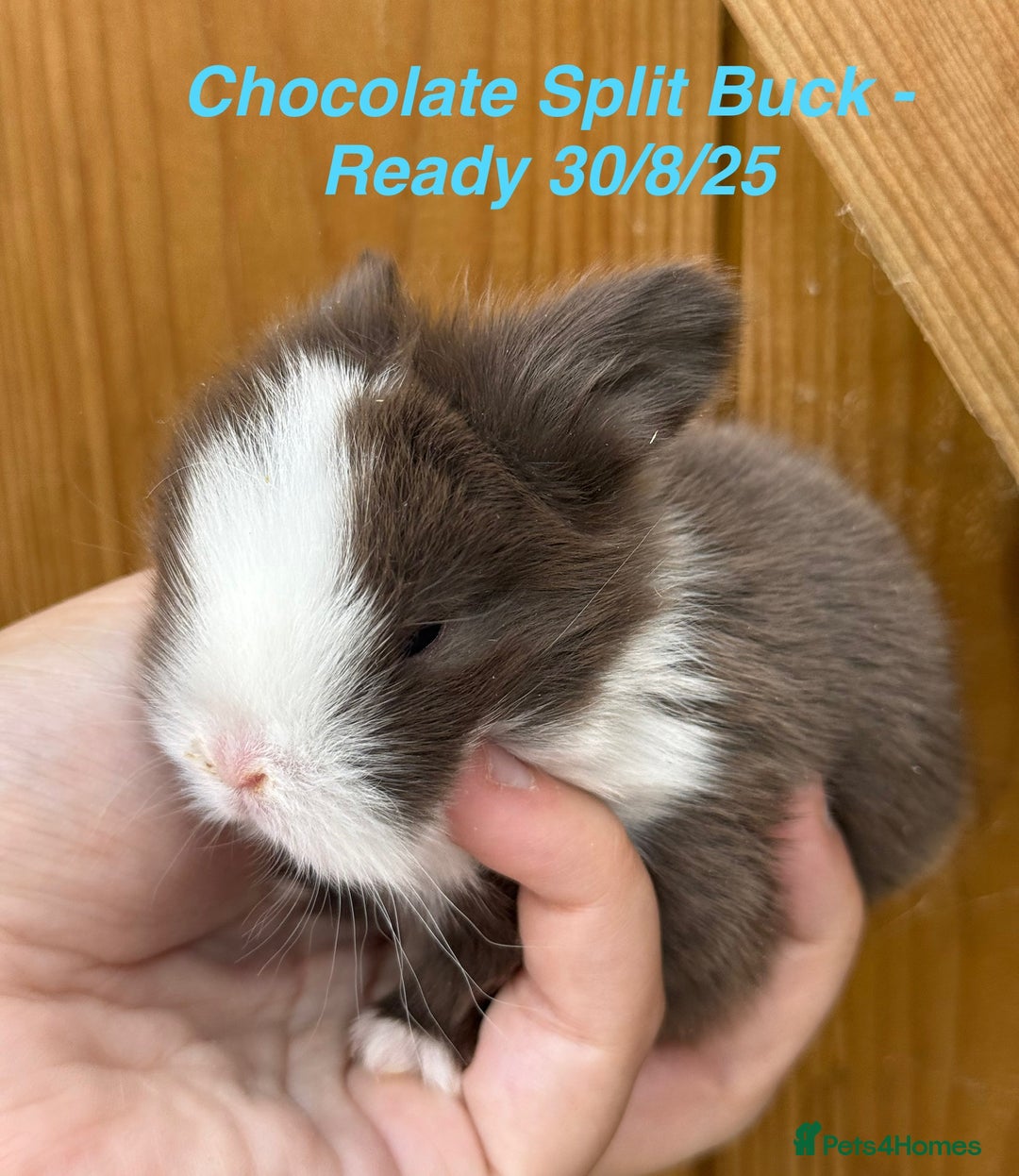 Mini Lop rabbits for sale: Mini Lops Bunnies. READ DESCRIPTION - Updated 22/7 in Chard - Image 34