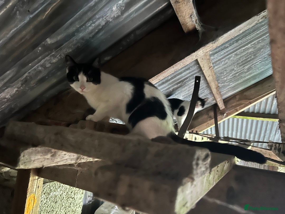 Mixed Breed cats for sale: Kittens - Image 2