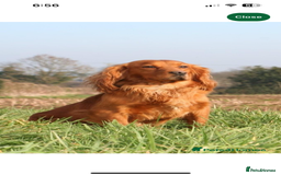 Cocker Spaniel dogs for sale: ⭐️🐶 KC REG- Red working cocker spaniel pups🐶⭐️ - Image 2