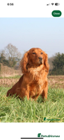Cocker Spaniel dogs - Advert 8