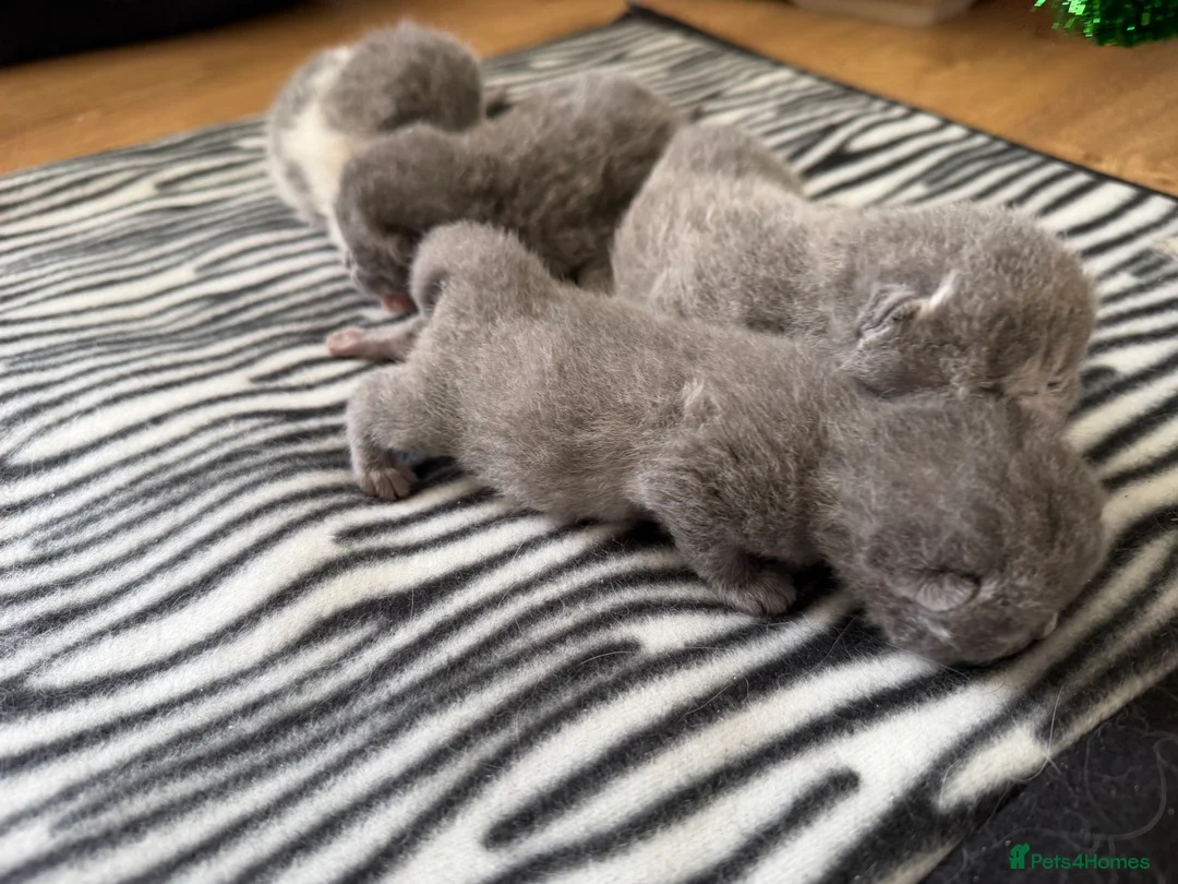 British Shorthair cats for sale: BLUE BRITISH SHORTHAIR QUEEN KITTENS  - Advert 2