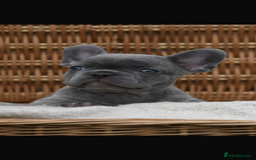 French Bulldog dogs for sale: Beautiful litter of 8 French bulldog puppies - Image 7