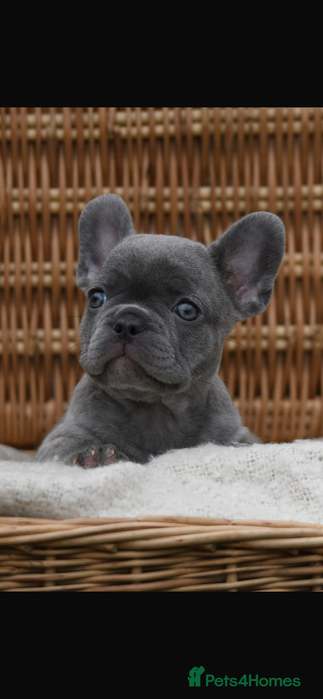 French Bulldog dogs for sale: Beautiful litter of 8 French bulldog puppies - Image 7