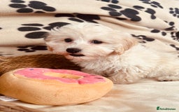 Maltipoo dogs for sale: F1 Toy Maltipoo puppys   - Image 23