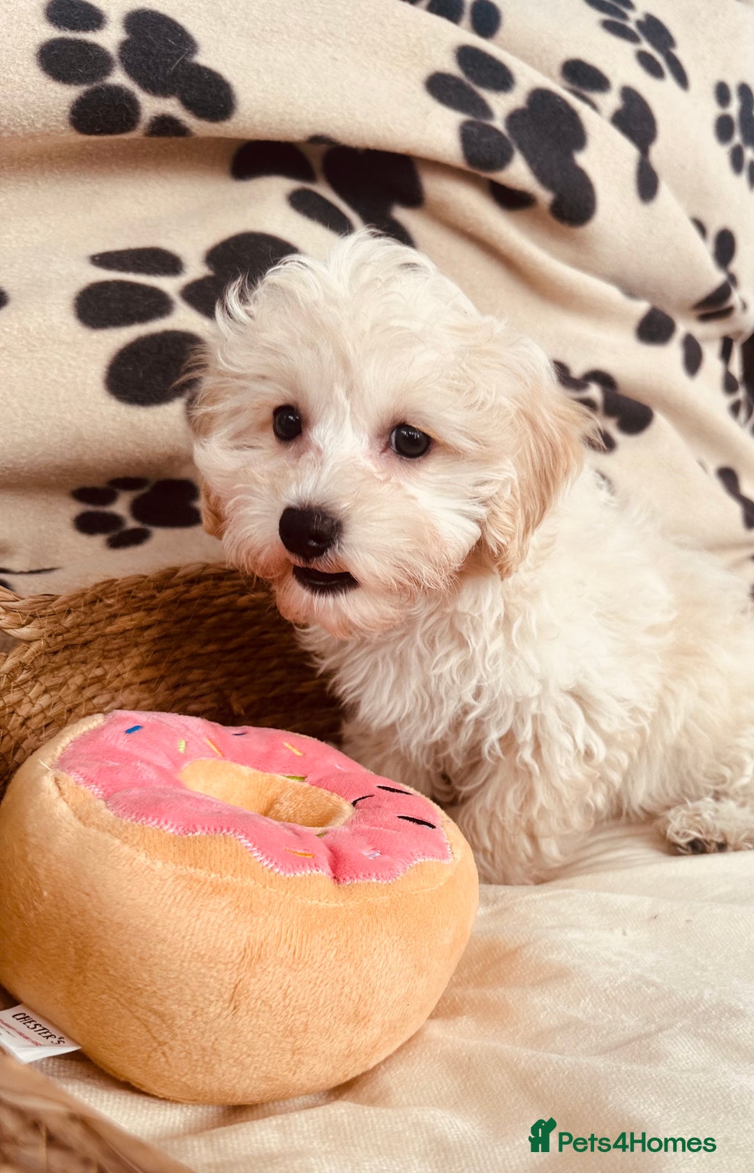 Maltipoo dogs for sale: F1 Toy Maltipoo puppys   - Image 23
