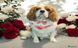 Cavapoo dogs for sale: Super cute, health tested, friendly Cavapoo pups  - Image 15