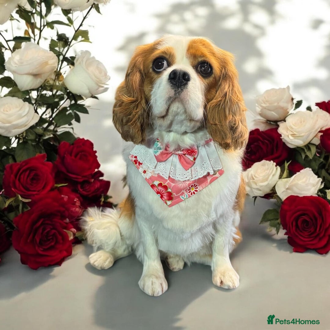 Cavapoo dogs for sale: Super cute, health tested, friendly Cavapoo pups  - Image 15