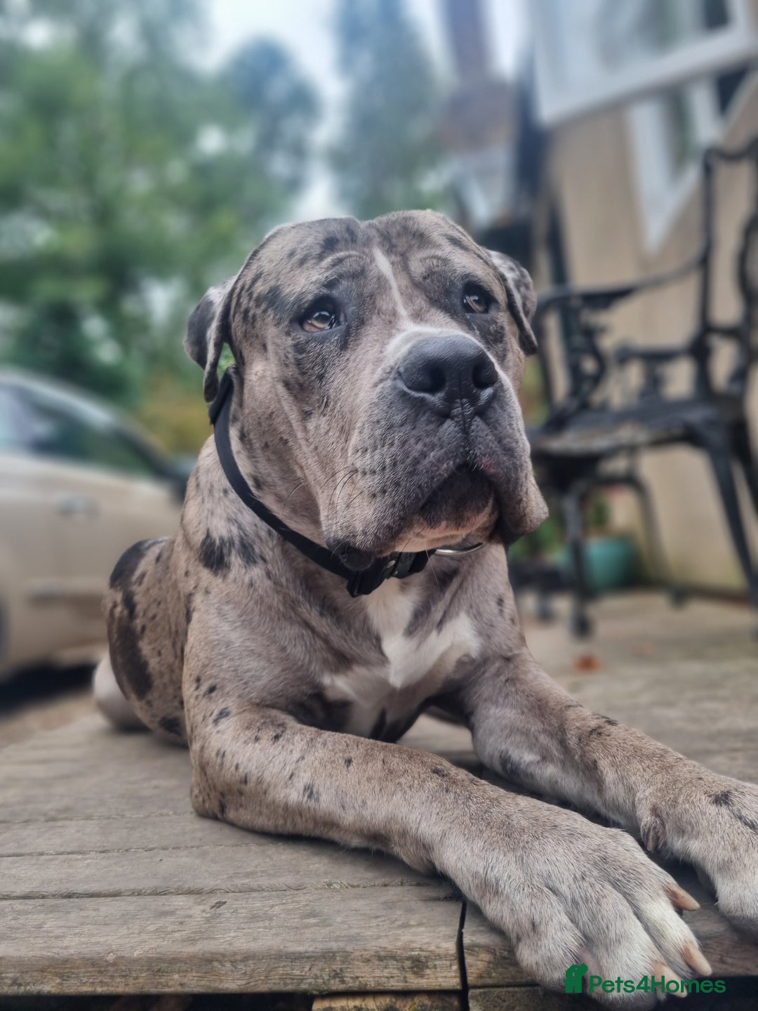 Mixed Breed dogs for sale: 14 month merle mastiff  - Advert 11