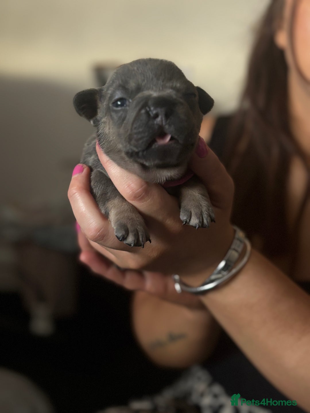 French Bulldog dogs for sale: Beautiful French bulldog puppies - Image 2