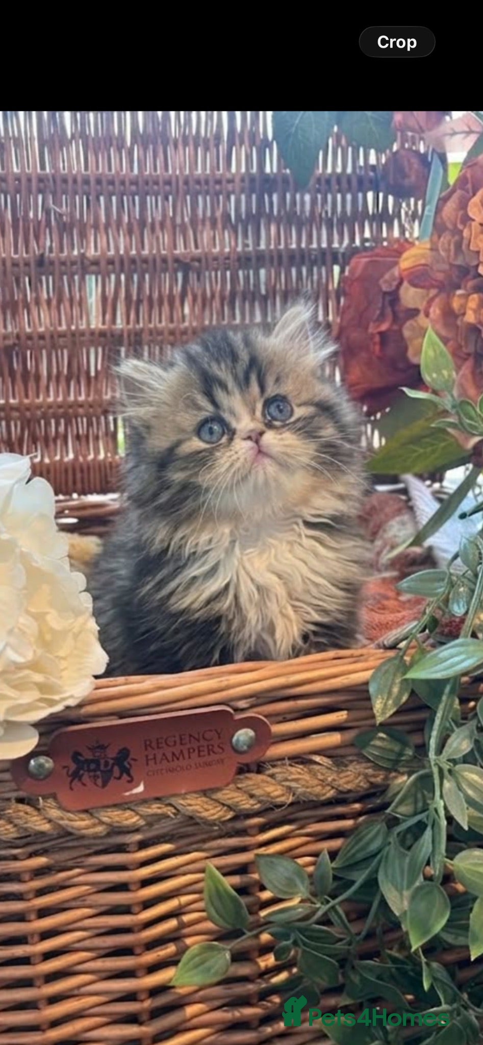 Persian cats Beautiful fluffy Persian kittens  - Advert 5