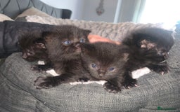 British Shorthair cats for sale: 4 British short hair  - Image 2