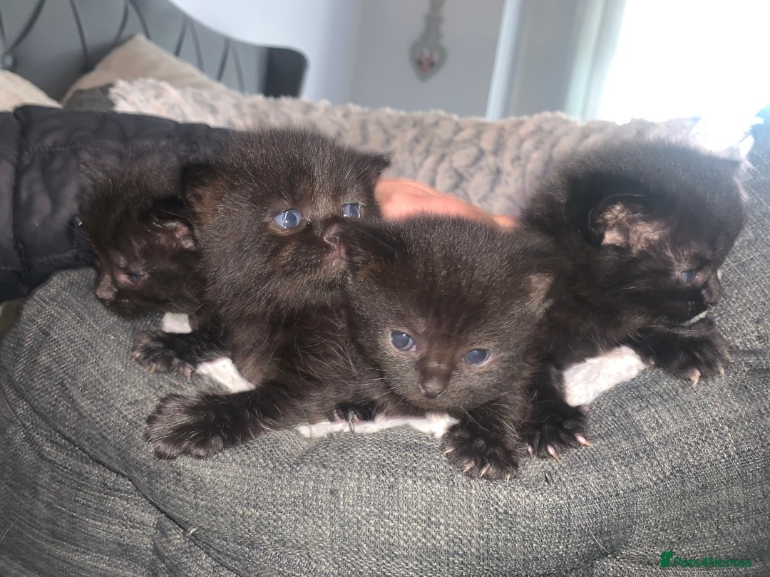British Shorthair cats for sale: 4 British short hair  - Image 2