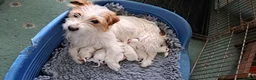Mixed Breed dogs for sale: Jack russell cross pug/shih tzu - Advert 5