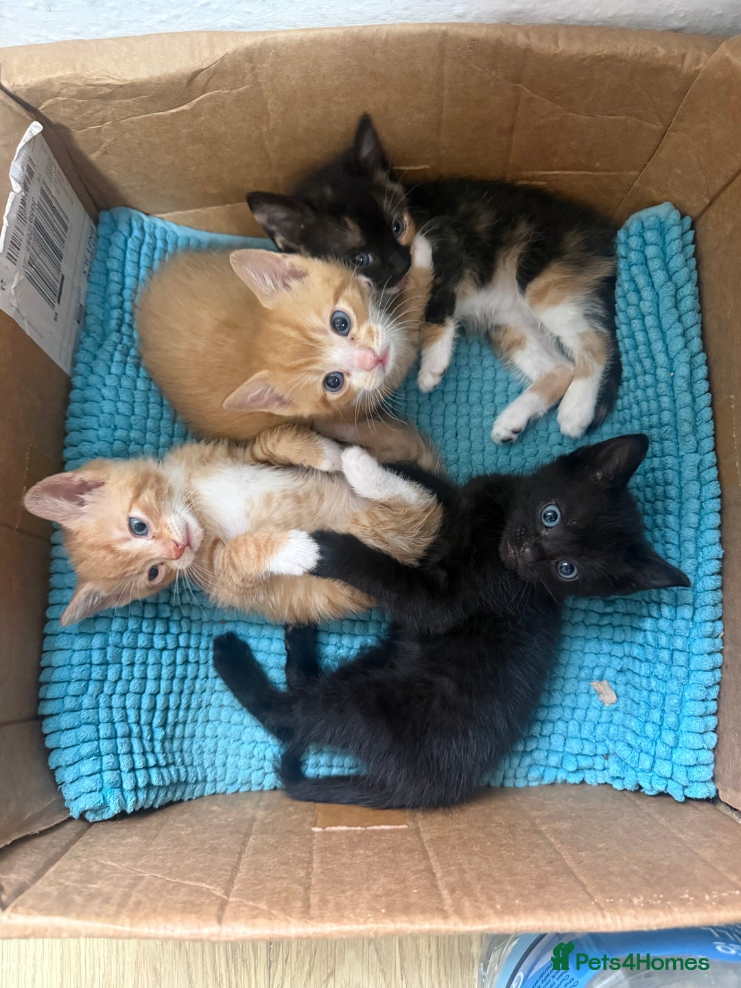 Mixed Breed cats for sale: Beautiful kittens for sale 🐱 - Advert 2