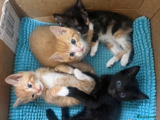 Mixed Breed cats Beautiful kittens for sale 🐱 - Advert 2