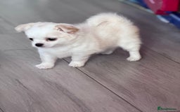 Chihuahua dogs for sale: READY 📣BEAUTIFUL LONG COAT CHIHUAHUA PUPPIES 🐶 - Image 1