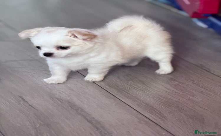 Chihuahua dogs - Advert 16
