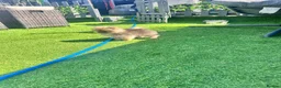 Pomeranian dogs for sale: Pomeranian  ** Teddy face  - Advert 3