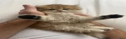 British Longhair cats for sale: Last BLH beautiful Boy - Advert 10