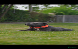 Staffordshire Bull Terrier dogs for stud: NARCOS! THE U.K’s FINEST STAFFY AVAILABLE NOW! in Nottingham - Image 6