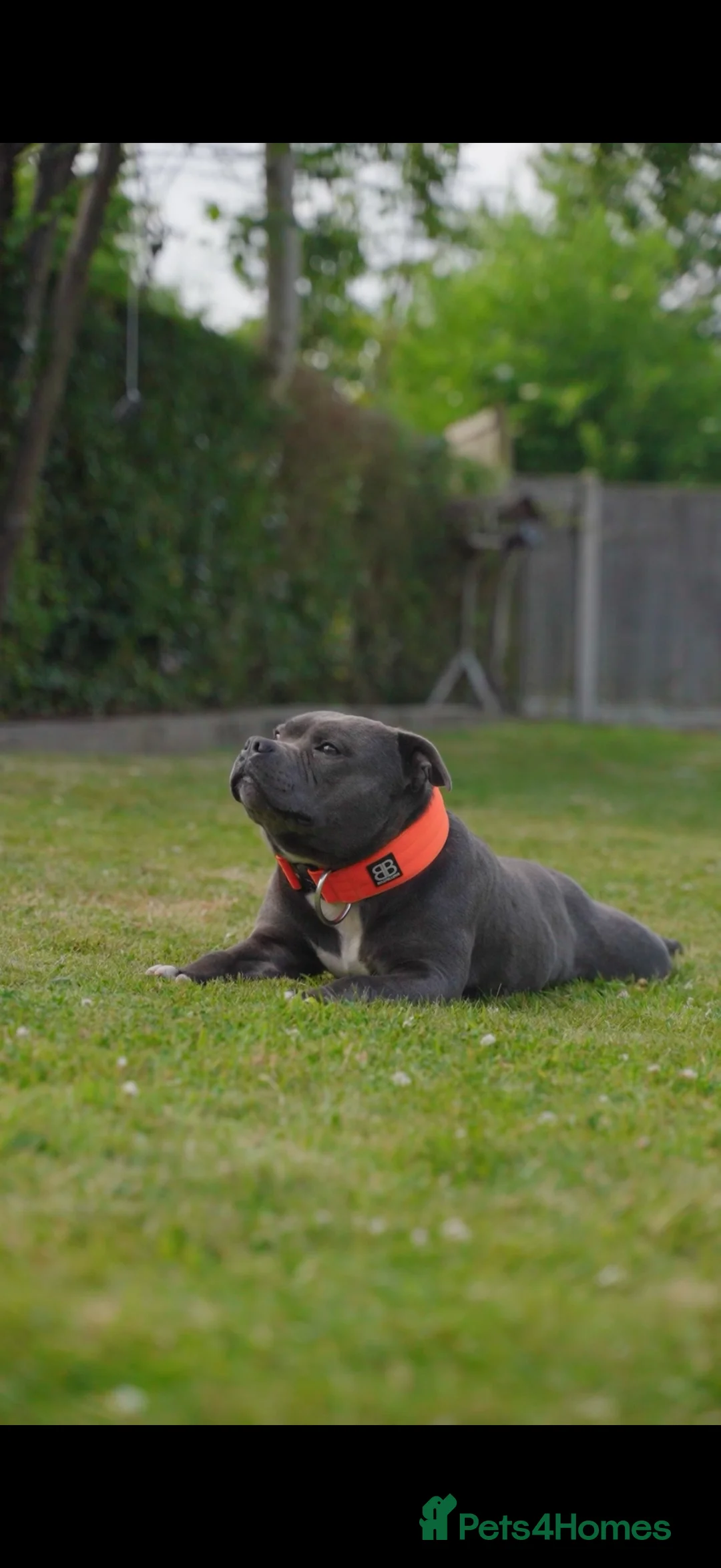 Staffordshire Bull Terrier dogs for stud: NARCOS! THE U.K’s FINEST STAFFY AVAILABLE NOW! in Nottingham - Advert 6