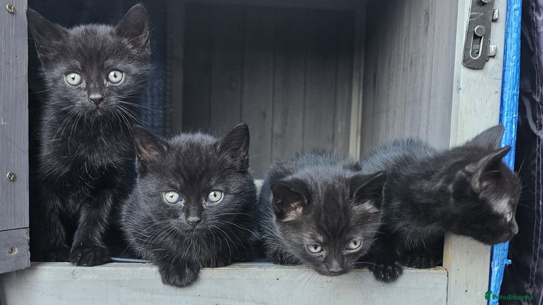 Domestic Shorthair cats for sale: 1 grey tabby and 3 black shorthair kittens in London - Image 9