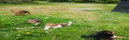 Jack Russell dogs for sale: 4 beautiful Jack Russel puppies £700 - Advert 12