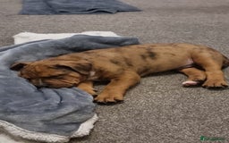 Mixed Breed dogs for sale: Gorgeous boy Ronnie.  - Advert 1