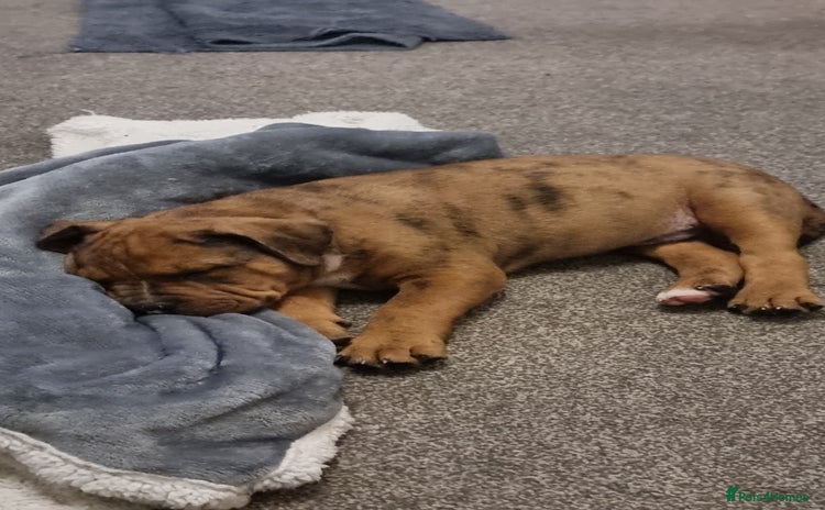 Mixed Breed dogs Gorgeous boy Ronnie.  - Advert 1