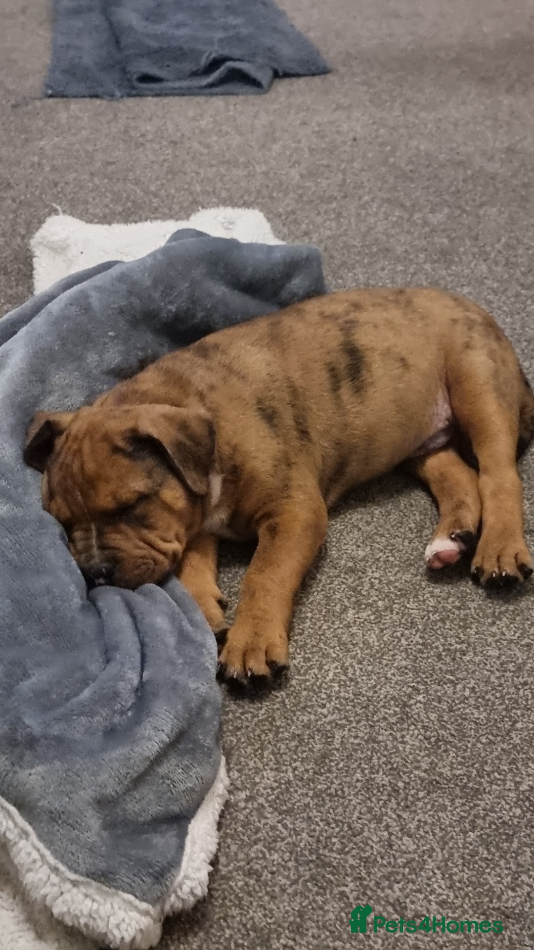 Mixed Breed dogs for sale: Gorgeous boy Ronnie.  - Advert 1