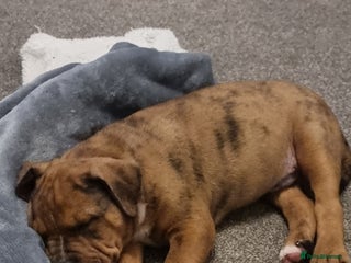 Mixed Breed dogs for sale: Gorgeous boy Ronnie. - Advert 1