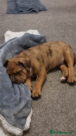 Mixed Breed dogs Gorgeous boy Ronnie. - Advert 1