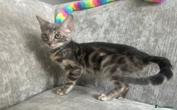 Bengal cats for sale: Adorable Female Blue Bengal Kitten TICA REG - Image 21
