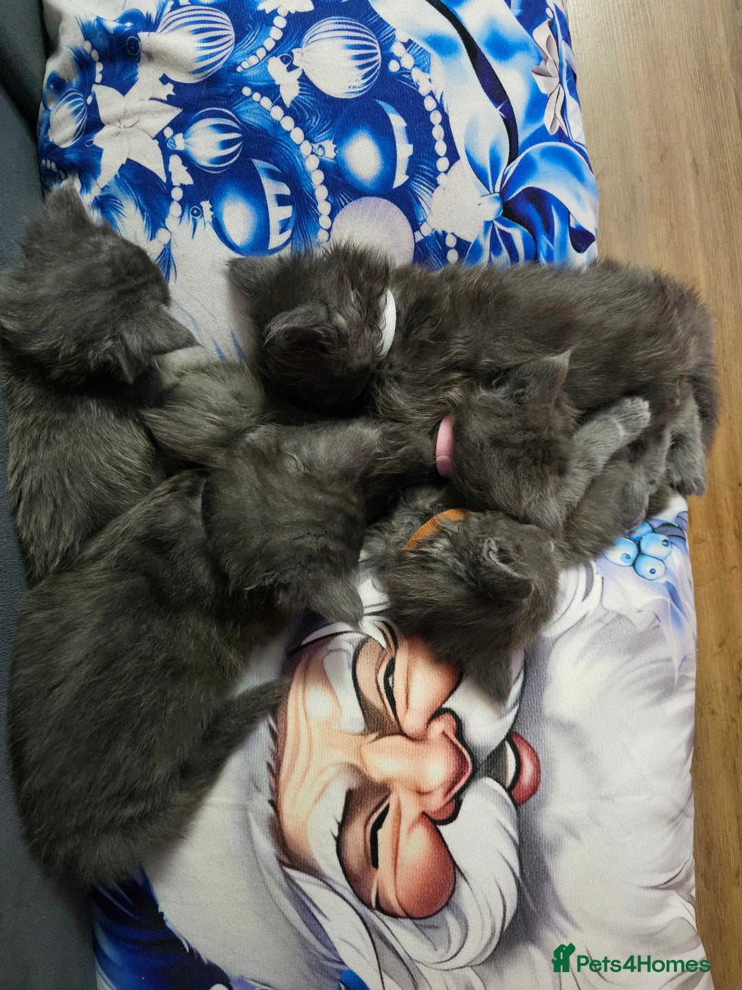 Maine Coon cats for sale: Blue Maine Coon kittens  - Advert 14