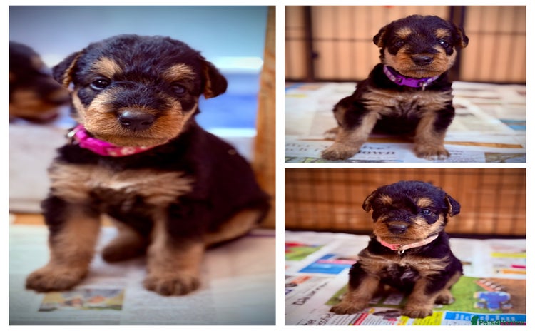 Airedale Terrier dogs - Advert 1