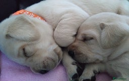 Labrador Retriever dogs for sale:  Labrador pups - Image 6