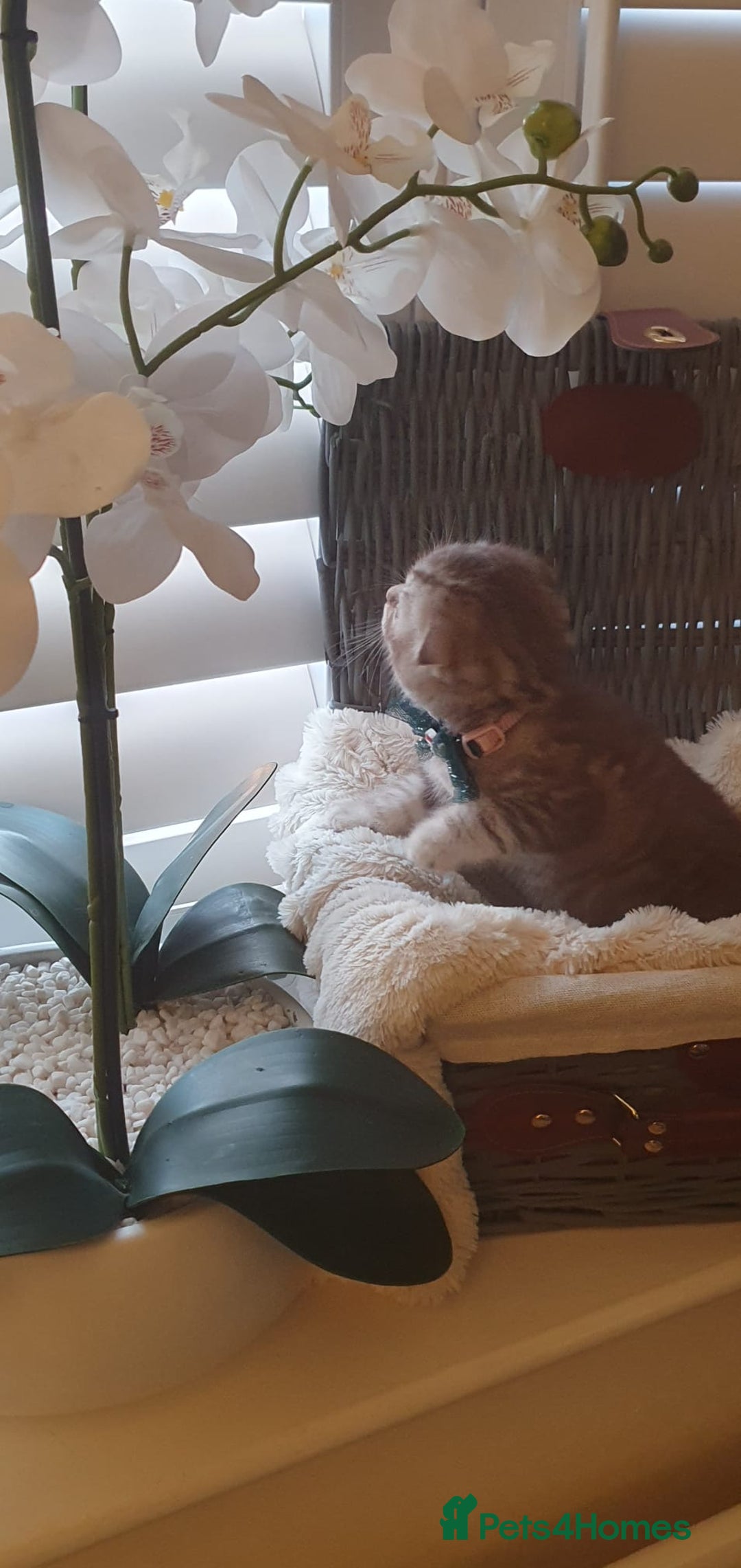 Scottish Fold cats for sale: 😻 Adorable Scottish Fold Kittens For Sale😻 - Image 9