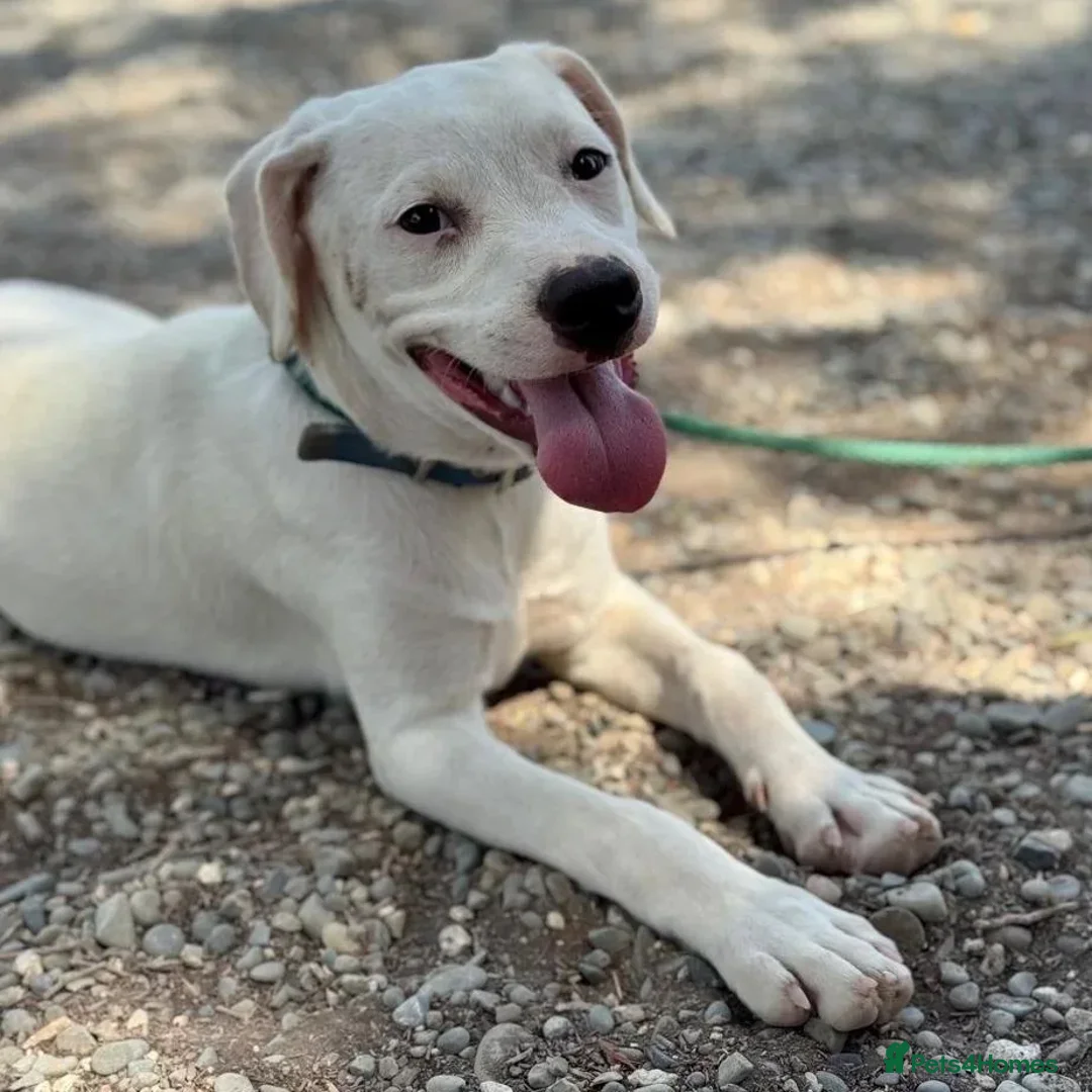 Mixed Breed dogs for adoption: Aspen (deaf but determined!) - Image 13