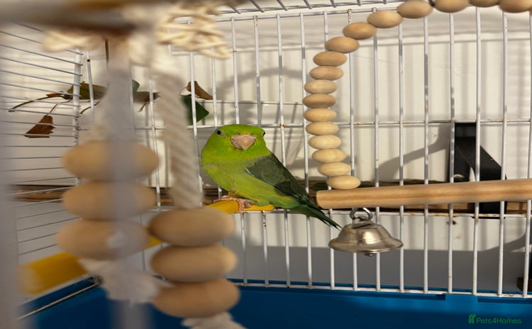 Parrots birds - Advert 2