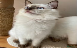 Ragdoll cats for sale: Ragdoll kittens from Moonliteyecats  - Image 11