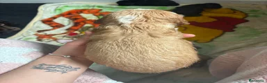 Apricot boy 