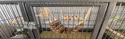 Budgerigars birds for sale: 4 x budgies  in Chester - Advert 3