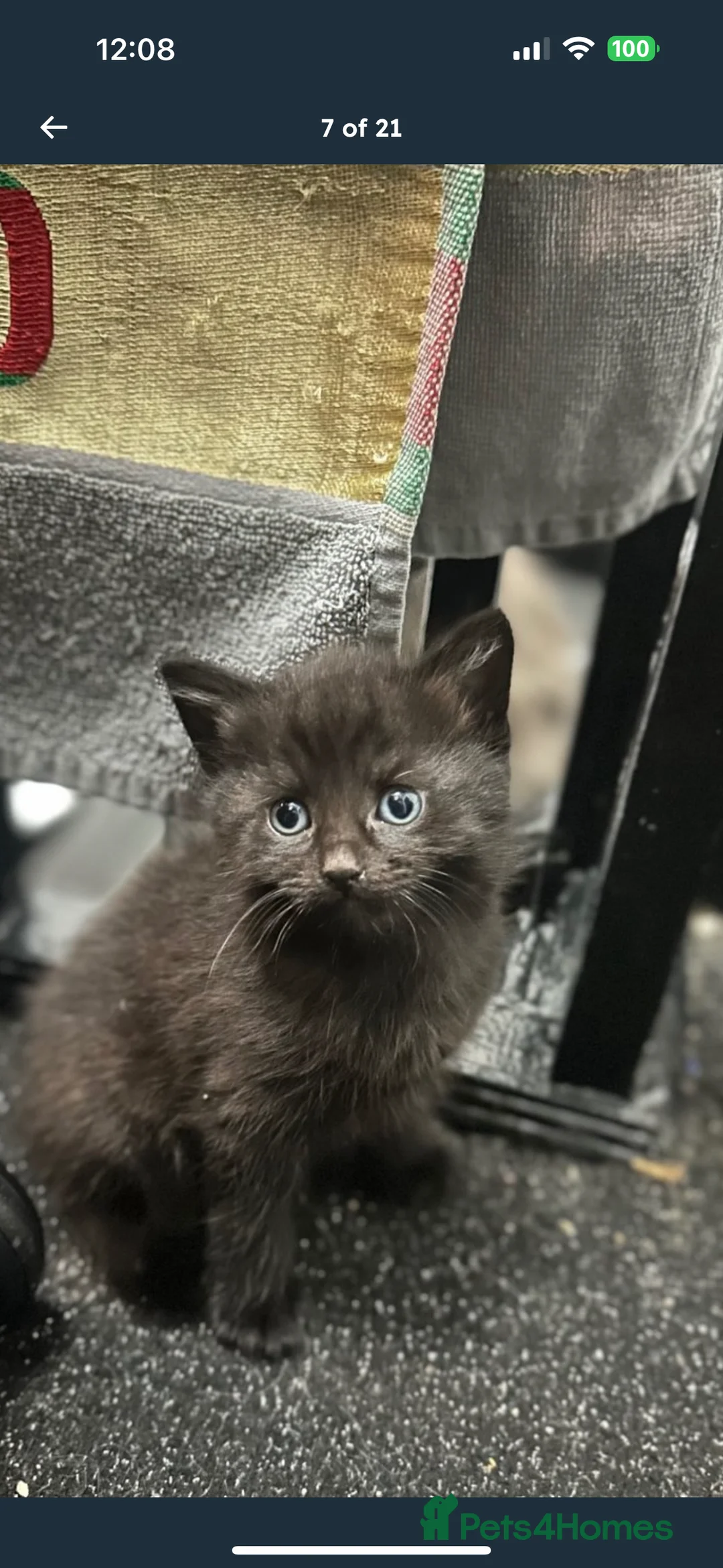 Mixed Breed cats for sale: Maine coon cross Kittens 🐱  - Advert 19