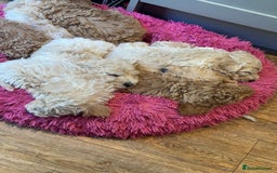 Cockapoo dogs for sale: F2b Cockapoo well handled & social  - Image 15